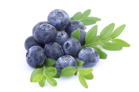 American blueberry